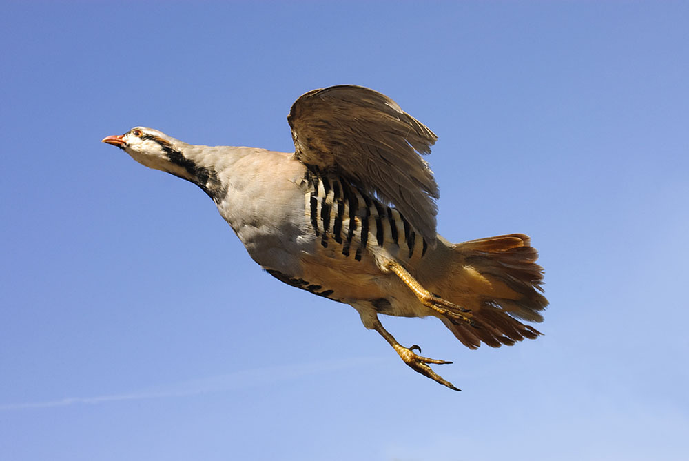Guided Chukar Hunting Packages NC