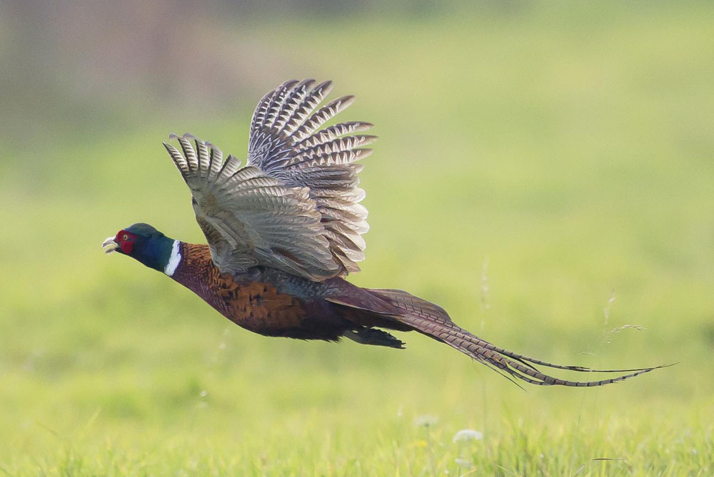 NC Guided Pheasant Hunt Guide Service